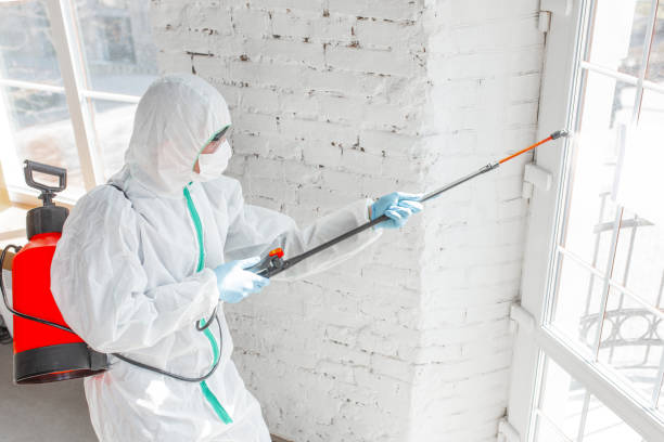 Mold Odor Removal Services in Coon Rapids, IA